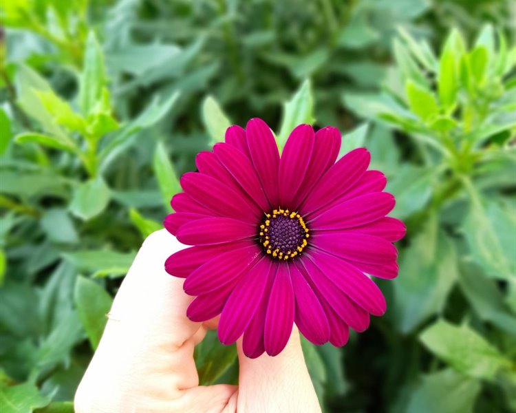 🌿 Primavera a Malcesine: il momento perfetto per riscoprire la bellezza del Lago di Garda