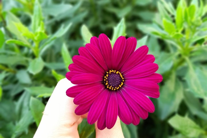 🌿 Primavera a Malcesine: il momento perfetto per riscoprire la bellezza del Lago di Garda