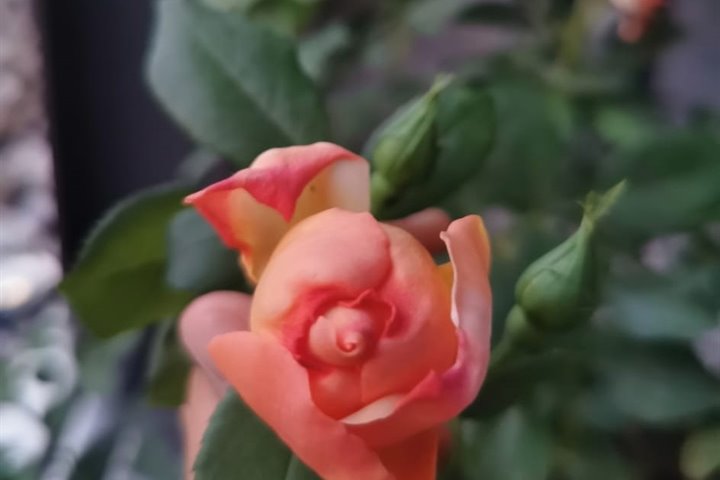 🌿 Primavera a Malcesine: il momento perfetto per riscoprire la bellezza del Lago di Garda