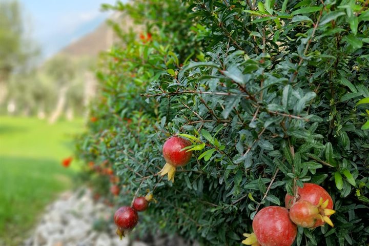 Autunno a Malcesine – Vivi la tranquillità del Lago di Garda 🍁